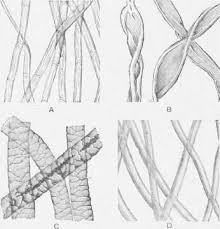 Check spelling or type a new query. 22 Microscope Ideas Fiber Microscope Things Under A Microscope