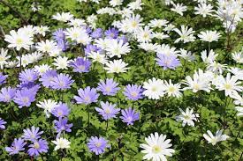 The plant grows three to nine inches tall and has a spread of three to six inches. Anemone Blanda Grecian Windflower