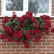 What flowering plant is this? Trailing Geranium Red Plug Plants Buy Ivy Leaf Hanging Basket Geraniums Brookside Nursery