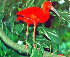 The largest habitat of the scarlet ibis (eudocimus ruber) is the caroni swamp, in central trinidad. Ministry Of Foreign And Caricom Affairs National Bird