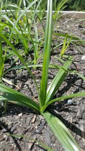 Image result for Cyperus deciduus