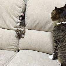 I Can T Leave You Alone For 1 Sec Can I Cat Love Funny Animals Cats