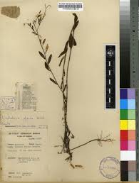 Image result for Crotalaria glauca