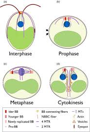 The cells mitosis stage interphase. Cell Division In Chlamydomonas Schematic Of Four Key Phases Of The Download Scientific Diagram