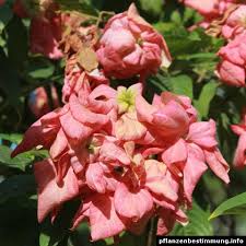 Image result for Mussaenda