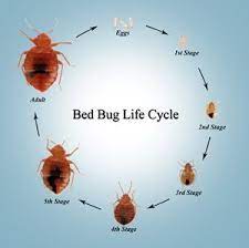 Http Www Bedbugguide Com Home Remedies For Bed Bugs And What Is Most Effective Bed Bugs Kill Bed Bugs Bed Bug Bites