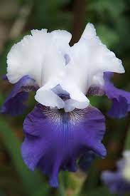 Velvet Purple And White Iris Flower Fine Art Photography Print Title Velvet Purple And White Iris I Shot This A Iris Flowers White Iris Beautiful Flowers