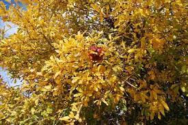 Nitrogen deficiency shows up as a general yellowing. Pomegranate Tree In The Fall Pretty Yellow Leaves With Red Fruit Fallcolor Homechanneltv Com Bi Tki