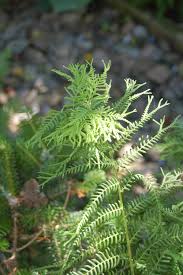 Image result for Pteris linearis