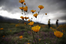 Posted by oliviabarr, march 20, 2020 09:17 pm. San Diego Hikes To See Spring Flowers Pacific San Diego