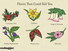 You can also eat begonias, calendula, carnations, chrysanthamums, pansies, day lilies, geraniums, roses. 17 Plants That Could Kill You