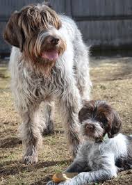 Maybe you would like to learn more about one of these? 5 Things You Didn T Know About The Wirehaired Pointing Griffon American Kennel Club Wirehaired Pointing Griffon Griffon Dog Family Photo With Dog