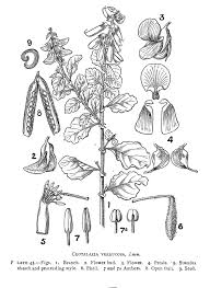 Image result for Crotalaria verrucosa