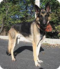 In this article, we will share our valuable experiences and give you advices about german shepherd adoption. Hobart In German Shepherd Dog Mix Meet Pharoh A Dog For Adoption Dog Mixes Shepherd Dog Mix German Shepherd Dogs