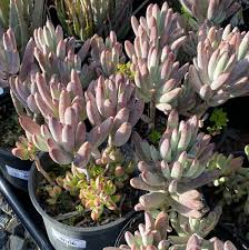 Image result for Cotyledon orbiculata