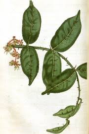 Image result for Zanthoxylum chalybeum