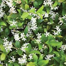 Image result for Jasminum