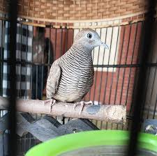 Maybe you would like to learn more about one of these? 15 Ciri Perkutut Lokal Katuranggan Lengkap Beserta Jenisnya