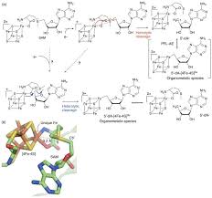 Tan peng sam & co awards & accolades. C C Bond Forming Radical Sam Enzymes Involved In The Construction Of Carbon Skeletons Of Cofactors And Natural Products Abstract Europe Pmc