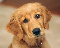 Golden Retriever Backgrounds Wallpaper Golden Retriever Puppies Desktop Wallpaper Golden Retriever Golden Retriever Puppy Dogs Golden Retriever