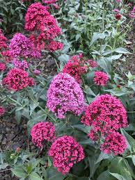 Image result for Centranthus