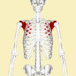 This article is about scapula anatomy. Scapula Wikipedia