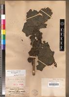 Image result for Girardinia bullosa