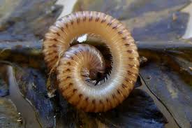 Image result for Cylindropsis