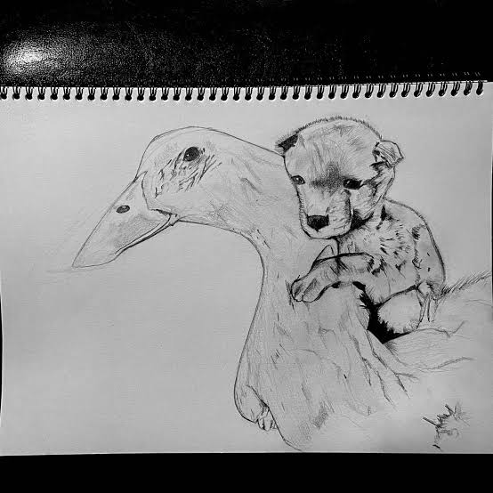 images?q=tbn:ANd9GcQvAS6S5xDhNEM1LvizsRQvukWTDMsGX3w49pBd0QnRVNh6MTLSYuvrUYTf&s=10