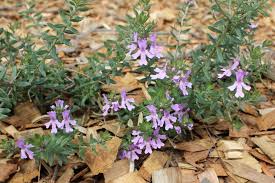 Image result for Lamiaceae