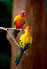 A Pair Of Beautiful Sun Conures Joe Dsilva On Flickr Papaganlar Hayvan Hayvan Resimleri