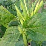 Image result for Cyamopsis