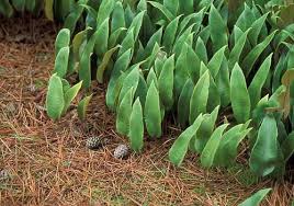 Image result for Pyrrosia rhodesiana