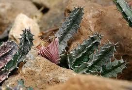 Image result for Huernia levyi