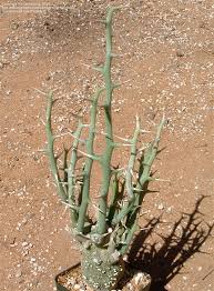 Image result for Adenia