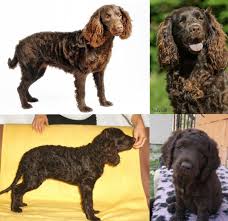 Image result for americký vodní španěl