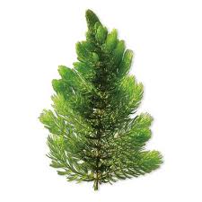 Image result for Ceratophyllum
