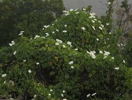 Image result for Ipomoea alba