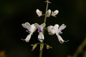 Image result for Plectranthus swynnertonii