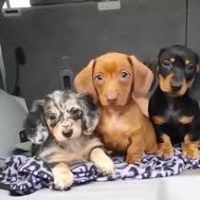 4 dachshund male puppies,3 chocolate and tan 1 lilac and tan looking for their forever homes,ready to leave 1st june born and brought up in family home can be seen with there mother 340 Baby Dachshund Ideas Dachshund Dachshund Love Weenie Dogs