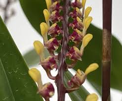 Image result for Bulbophyllum vulcanicum