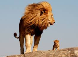 We did not find results for: The 9 Best Dads Of The Animal Kingdom