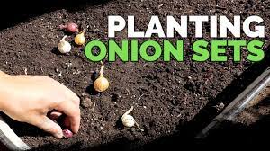 How to plant onion bulbs in garden. Planting Onion Sets What To Watch Out For Youtube
