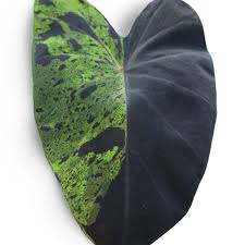 Maybe you would like to learn more about one of these? Diamond Head Elephant S Ear Finegardening