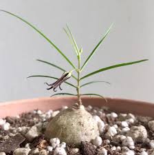 Image result for Brachystelma