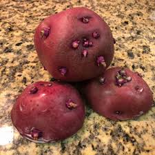 Sprouting potatoes sounds a simple task, but only if you have done it before. Sprouting Potatoes Here S What You Need To Know Eat Or Toss