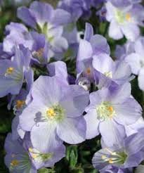 Polemonium Caeruleum Var Villosum Duft Jakobsleiter Himmelsleiter Blute 6 7 9 Ix Hohe 30 Cm 40 Cm So Hs Pflanzen Schone Blumen Jakobsleiter