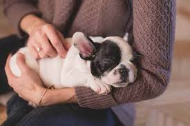 Young puppies need to sleep a lot when they are little. How To Get A Puppy To Sleep Through The Night 10 Tips