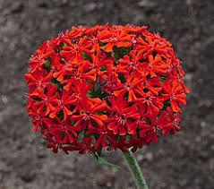 Image result for Silene burchellii