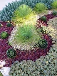 We sell trays of these awesome plants. Image Result For Gardening Ideas With Succulent In South Africa Succulent Garden Design Succulent Landscape Design Drought Tolerant Garden